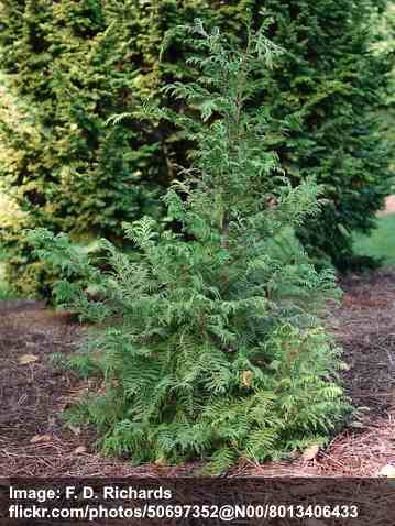 Chamaecyparis pisifera 'Soft Serve'