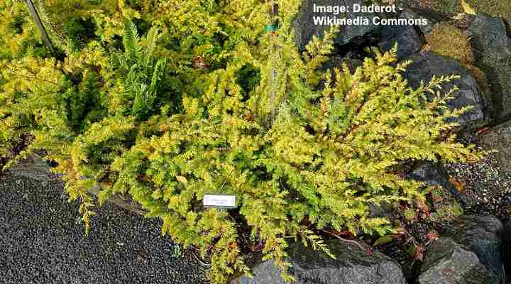 All Gold Shore Juniper (Juniperus conferta 'All Gold')