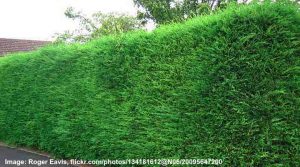 Living Fence: 25 Ideas For Natural Living Fences and Walls (Pictures)