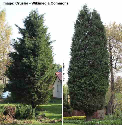 Leyland Cypress și cultivarul 'Naylor's Blue'