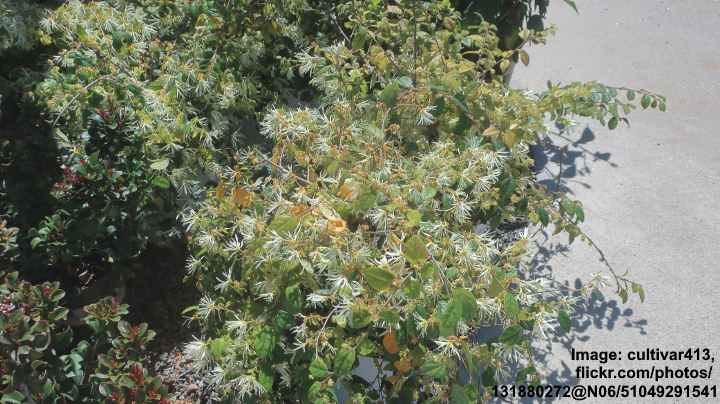 Loropetalum chinense Jazz Hands