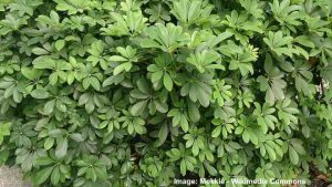 Umbrella Plant (Schefflera): Caring for Dwarf Umbrella Tree