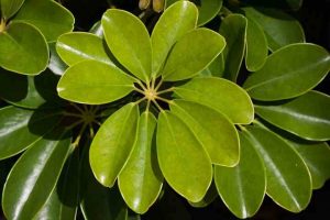 Umbrella Plant (Schefflera): Caring for Dwarf Umbrella Tree