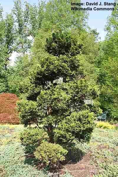 Chamaecyparis obtusa 'Nana gracilis'