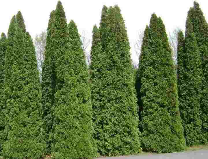 Thuja occidentalis