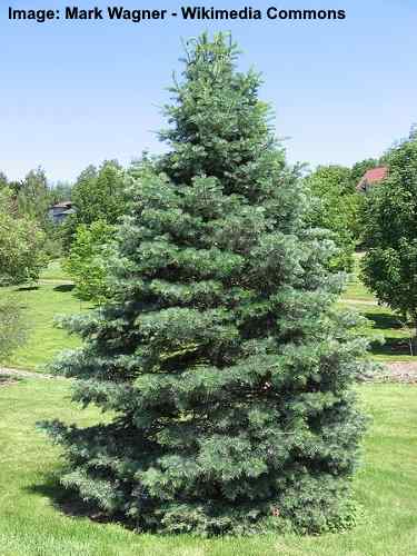 Jedle konkávní (Abies concolor)