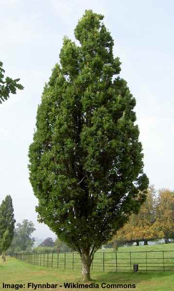 Culmunar Oak 