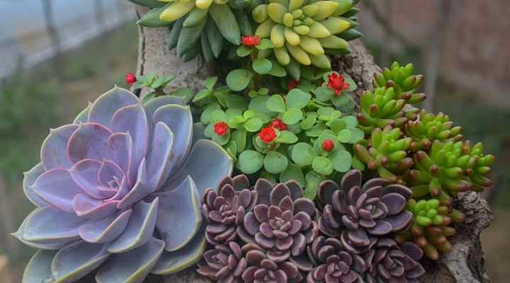 How To Care For Succulents Learn How To Grow Succulents