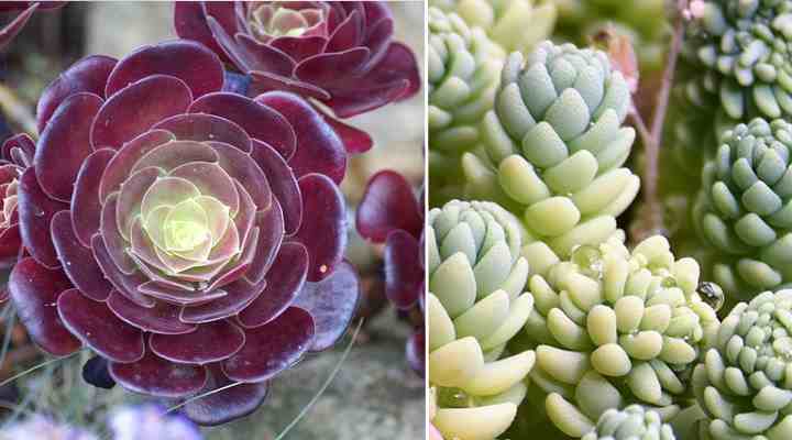 How to Care for Succulents: Learn How to Grow Succulents