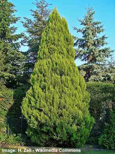 Chamaecyparis lawsoniana