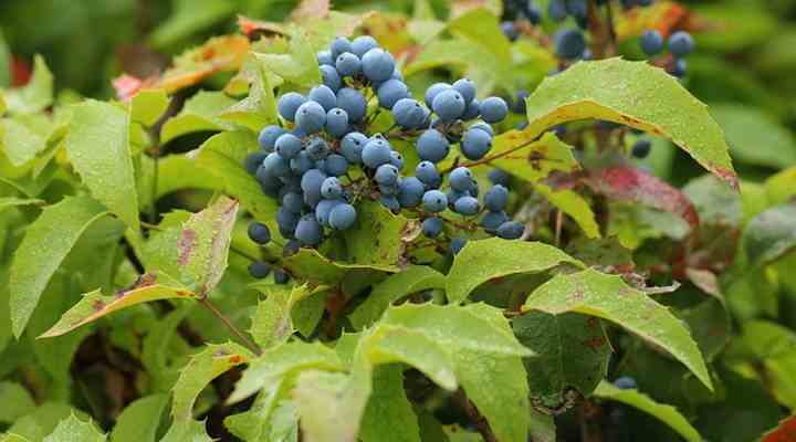 Oregon Grape Holly (Mahonia aquifolium)