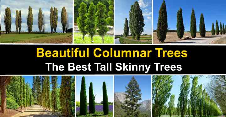 columnar shaped trees