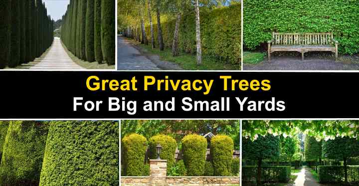 The Best Privacy Trees Great Privacy Fence Trees With Pictures   Post1560 