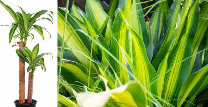 Dracaena Fragrans Corn Plant Care And Growing Guide