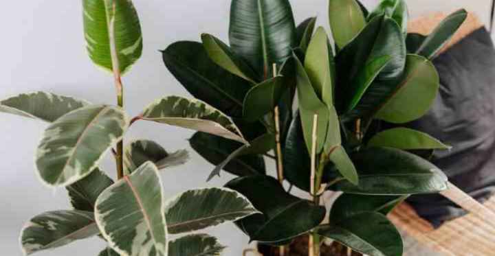 Rubber Tree Plant Care Growing Rubber Fig Ficus Elastica