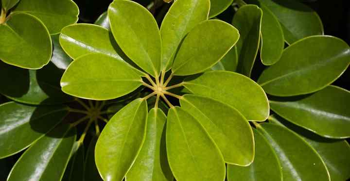 schefflera poisonous to dogs