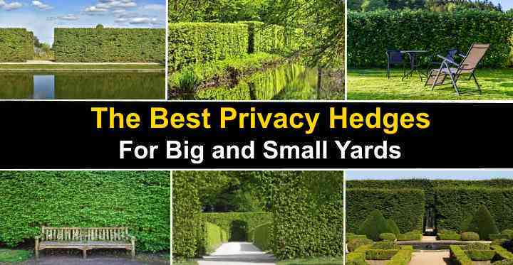 The Best Privacy Hedges Shrubs And Trees For Privacy Pictures 