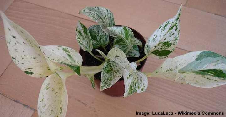 pothos aspca