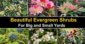 21 Evergreen Shrubs (With Pictures) - For Front or Backyard