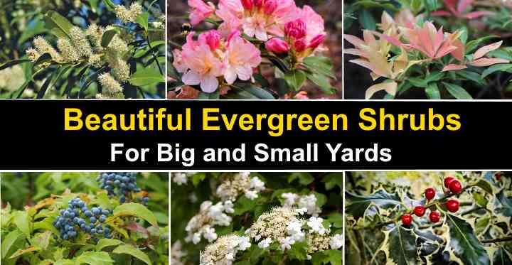 ornamental evergreen bushes