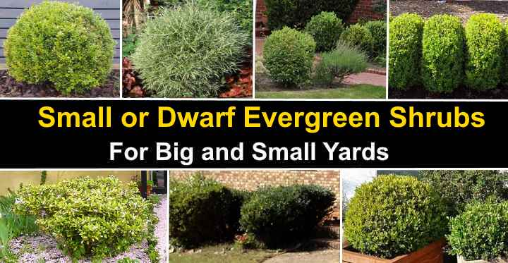  Small Or Dwarf Evergreen Shrubs With Pictures And Names - Low Maintenance Shrubs For Front Of House