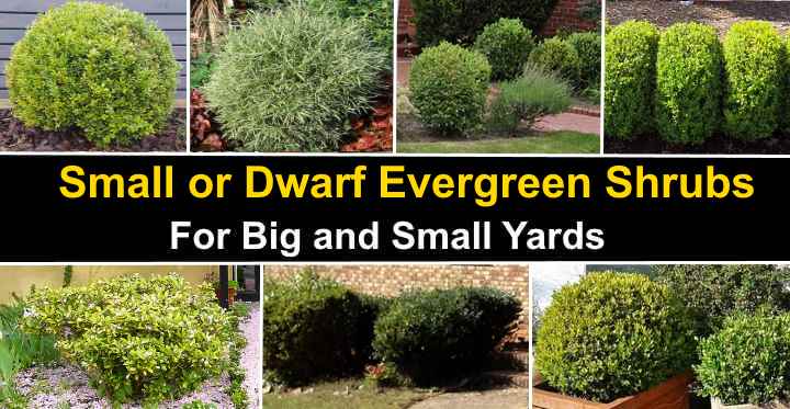 40 Small Or Dwarf Evergreen Shrubs With Pictures And Names