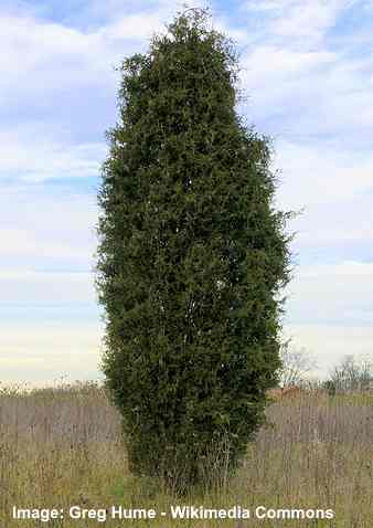 Juniperus virginiana