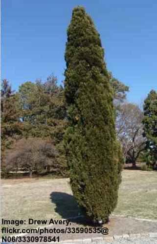 Jalovec spartský (Juniperus chinensis 'Spartan'