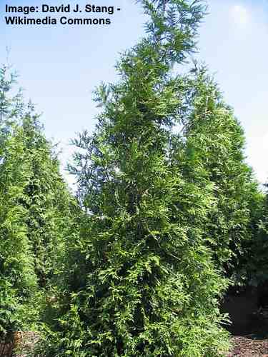 thuja gigante verde