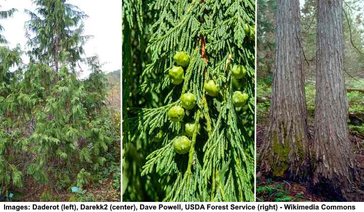 yellow cedar tree identification