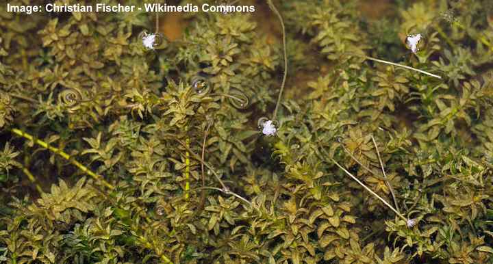 American waterweed plant