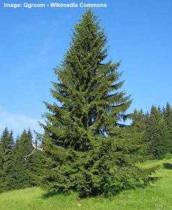 17 Types of Spruce Trees and Shrubs With Identification Guide (Pictures)