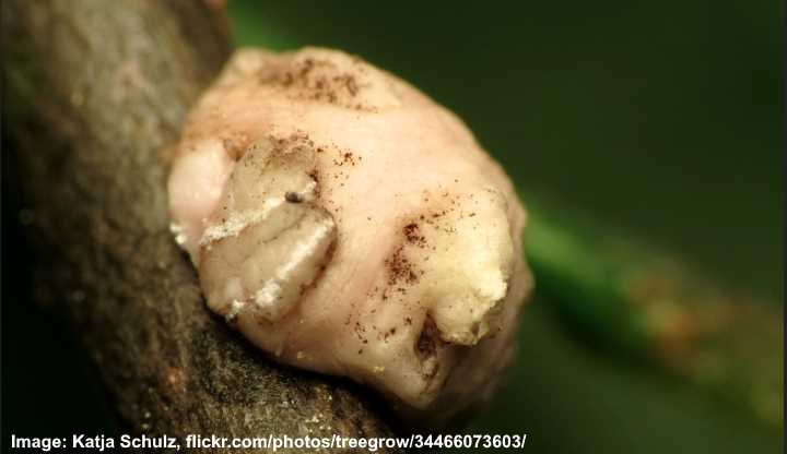 soft scale insect