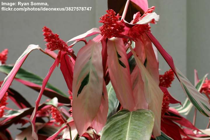 Stromanthe triostar flowers