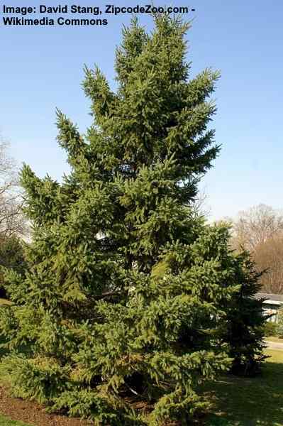 17 Types Of Spruce Trees And Shrubs With Identification Guide Pictures