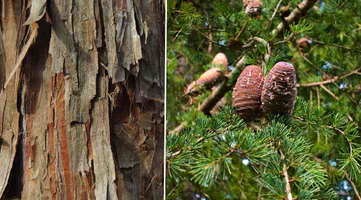 different types of cedar trees