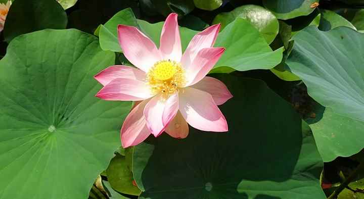 Roślina wodna lotosu