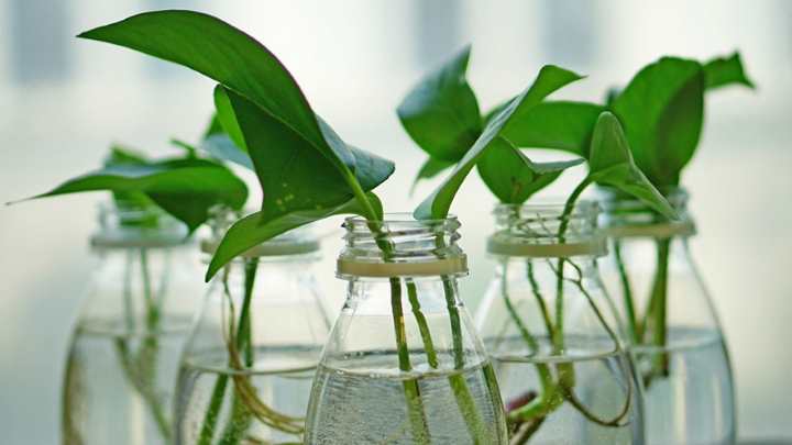 Indoor Water Plants   Plant In A Water Jar 