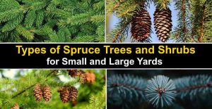 17 Types of Spruce Trees and Shrubs With Identification Guide (Pictures)