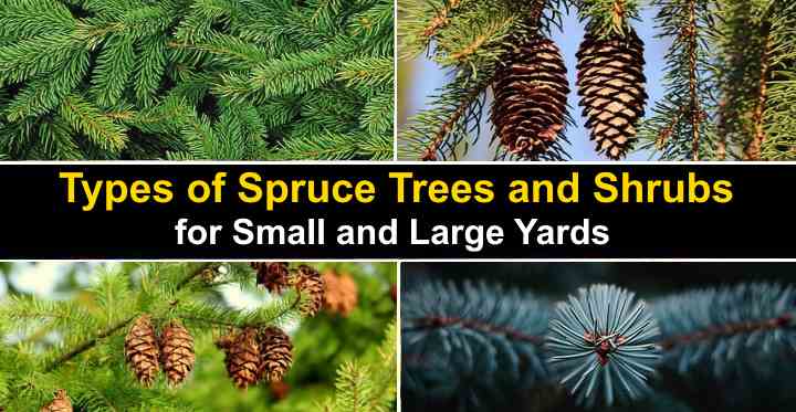 Types Of Spruce Trees And Shrubs With Identification Guide Pictures