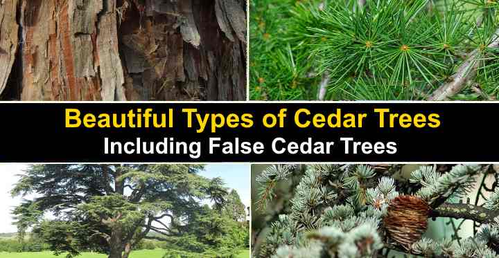 Cedar Tree Vs Pine Tree 