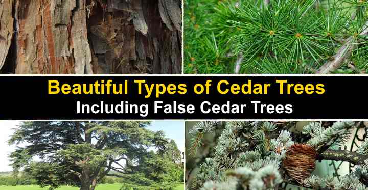 7 Types of Cedar Trees in Texas: Identification Guide (Chart