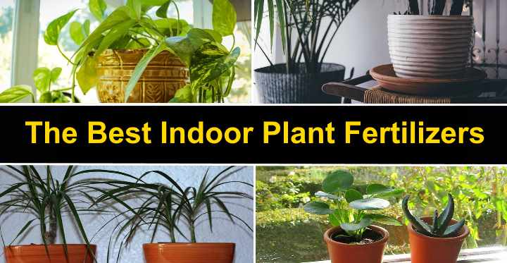 Houseplant Fertilizers The Best Indoor Plant Fertilizers Reviews