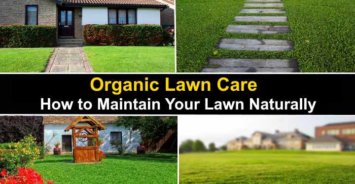 Organic lawn hot sale maintenance