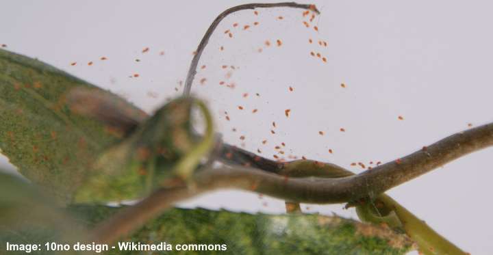 Spider Mites On Plants 9 Effective Ways To Kill Spider Mites