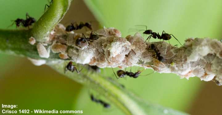 Mealybugs On Plants Effective Ways To Kill These White Bugs