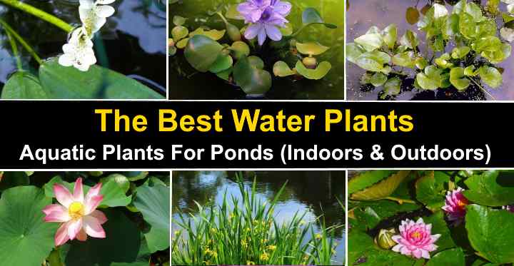 Several Varieties 1 order= 2 plants PENN PLAX PLANTS FOR PONDS 