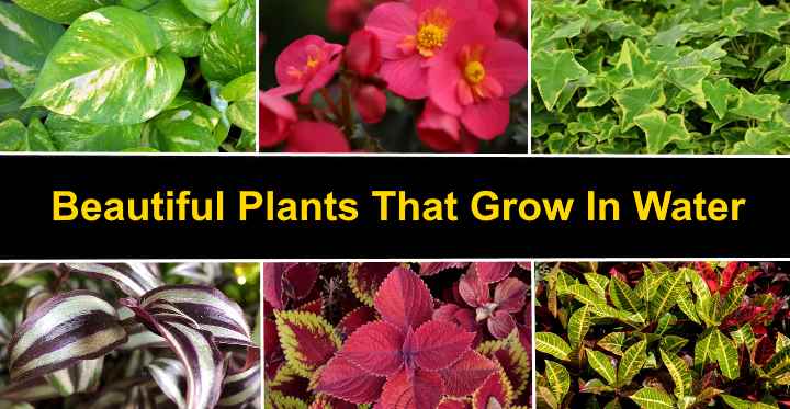 Plants That Grow In Water Herbs Indoor Plants And More Plants