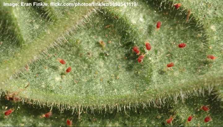 red spider mites tomato plants