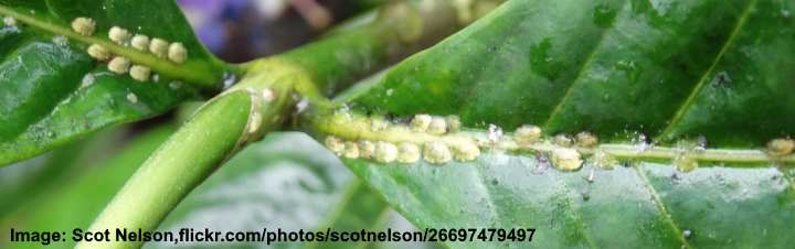 neem oil to get rif of scales